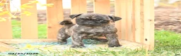 Pug dogs for sale: Sunshine - Ad 2