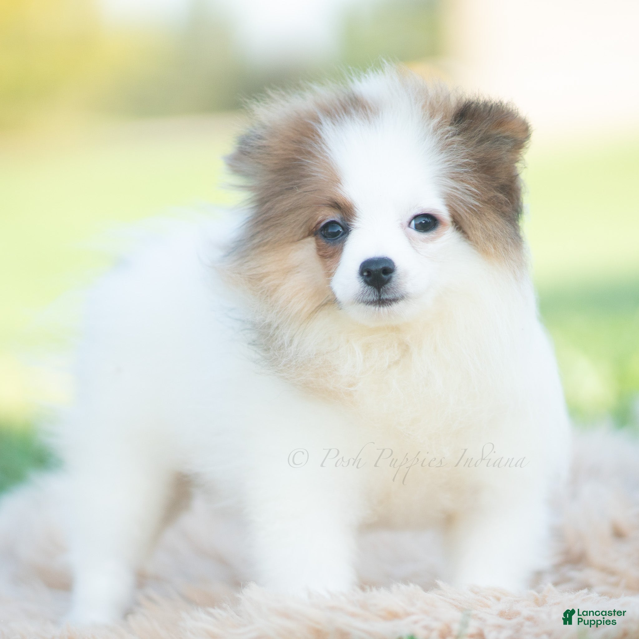 Pomeranian dogs for sale: Biscuit AKC - Ad 8
