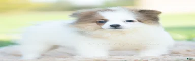 Biscuit AKC