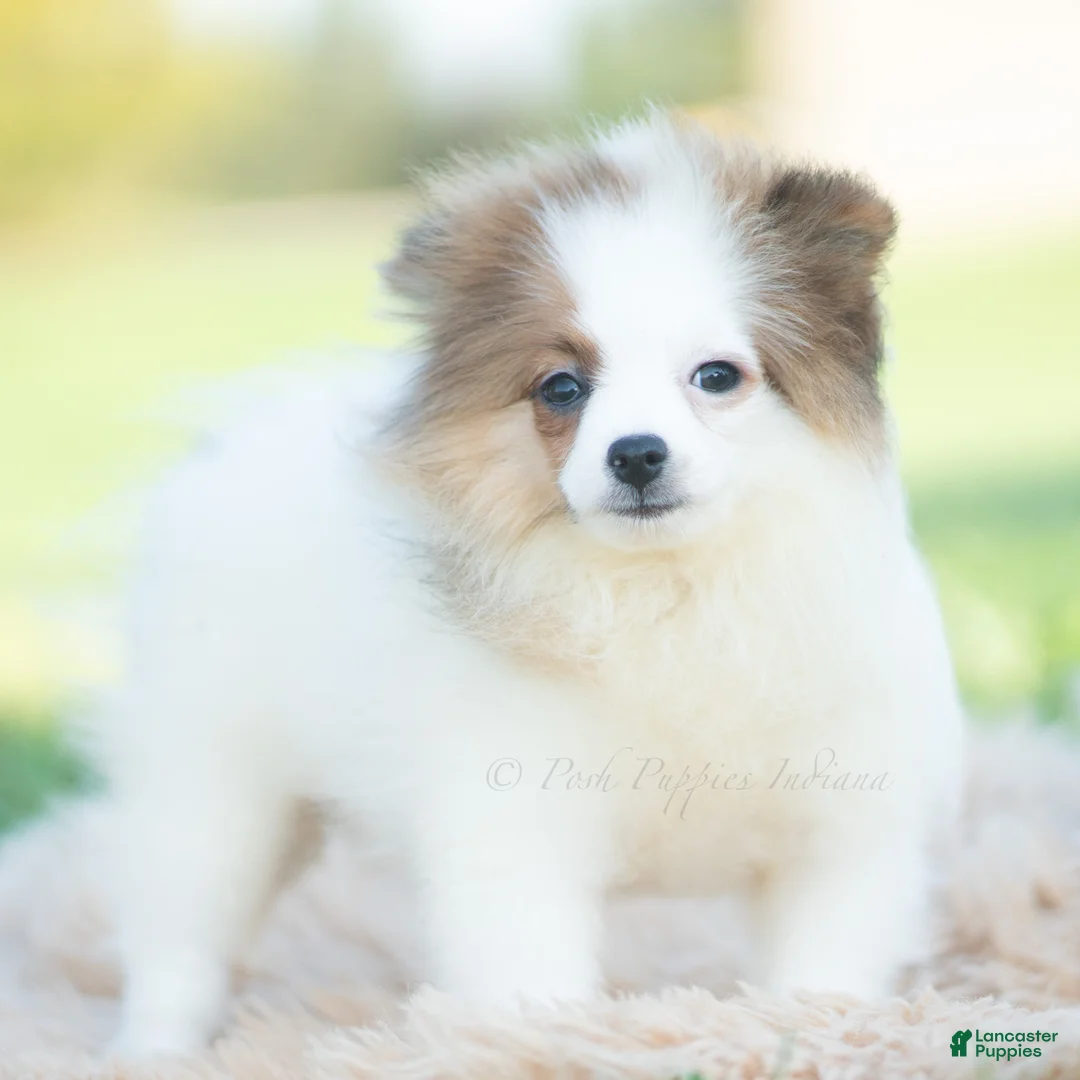 Pomeranian dogs for sale: Biscuit AKC - Ad 1