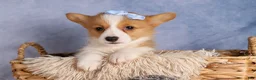 Welsh Corgi Pembroke dogs for sale: Barry🐾 - Ad 16