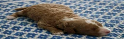 Mini Goldendoodle dogs for sale: Willow - Ad 8