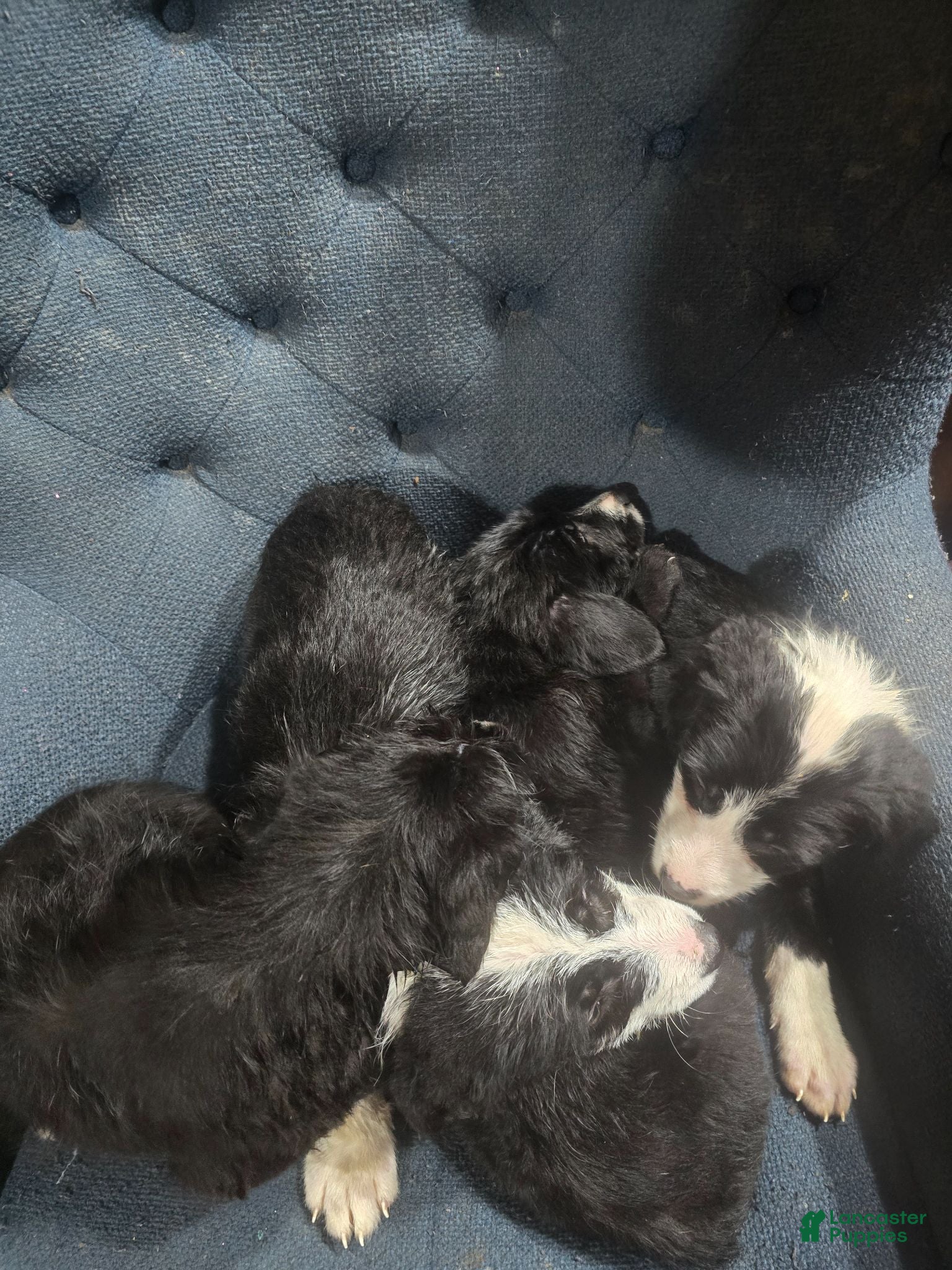 Mixed Breed dogs Mixed Breed 3 - Ad 34
