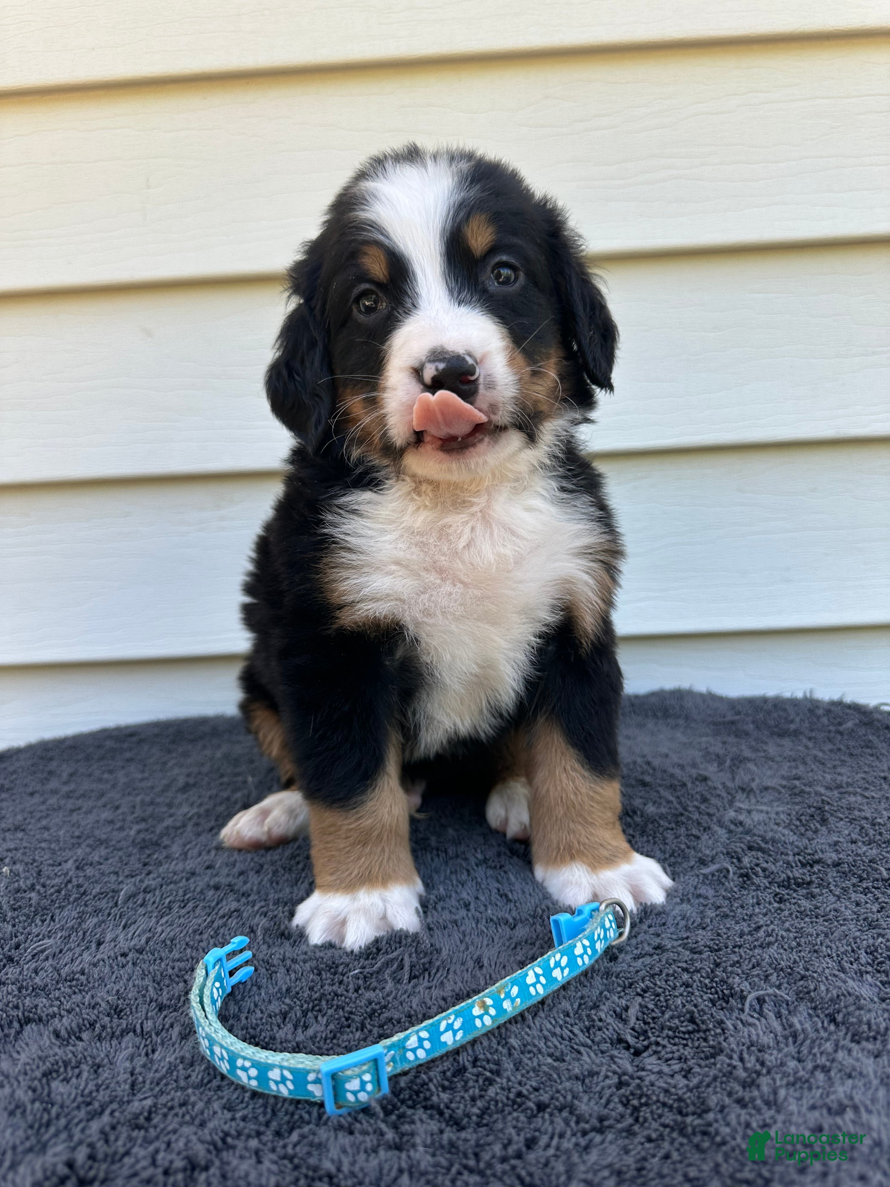 Bernese Mountain Dog dogs Berner bunch - Ad 1