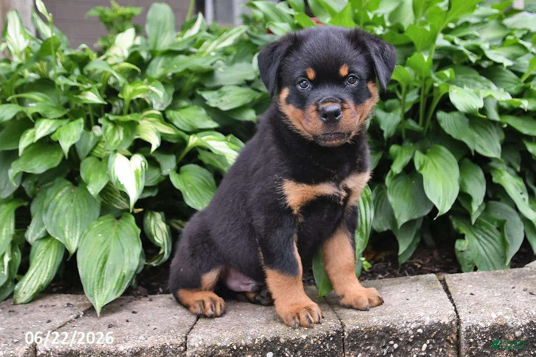 Rottweiler dogs for sale: Marshall - Ad 1