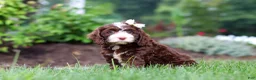 Cockapoo dogs for sale: Hazel - Ad 2
