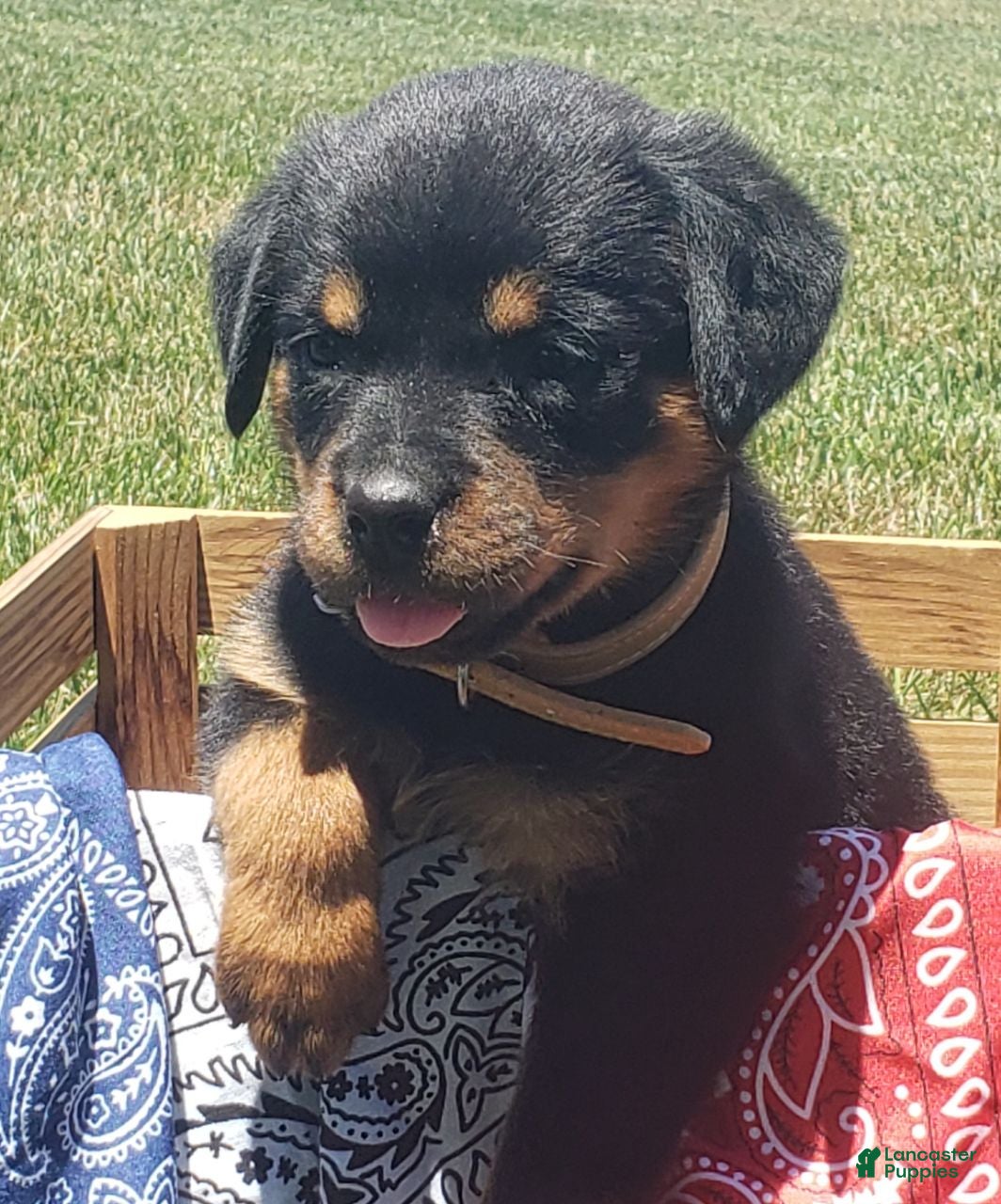 Rottweiler dogs Kisha - Ad 1