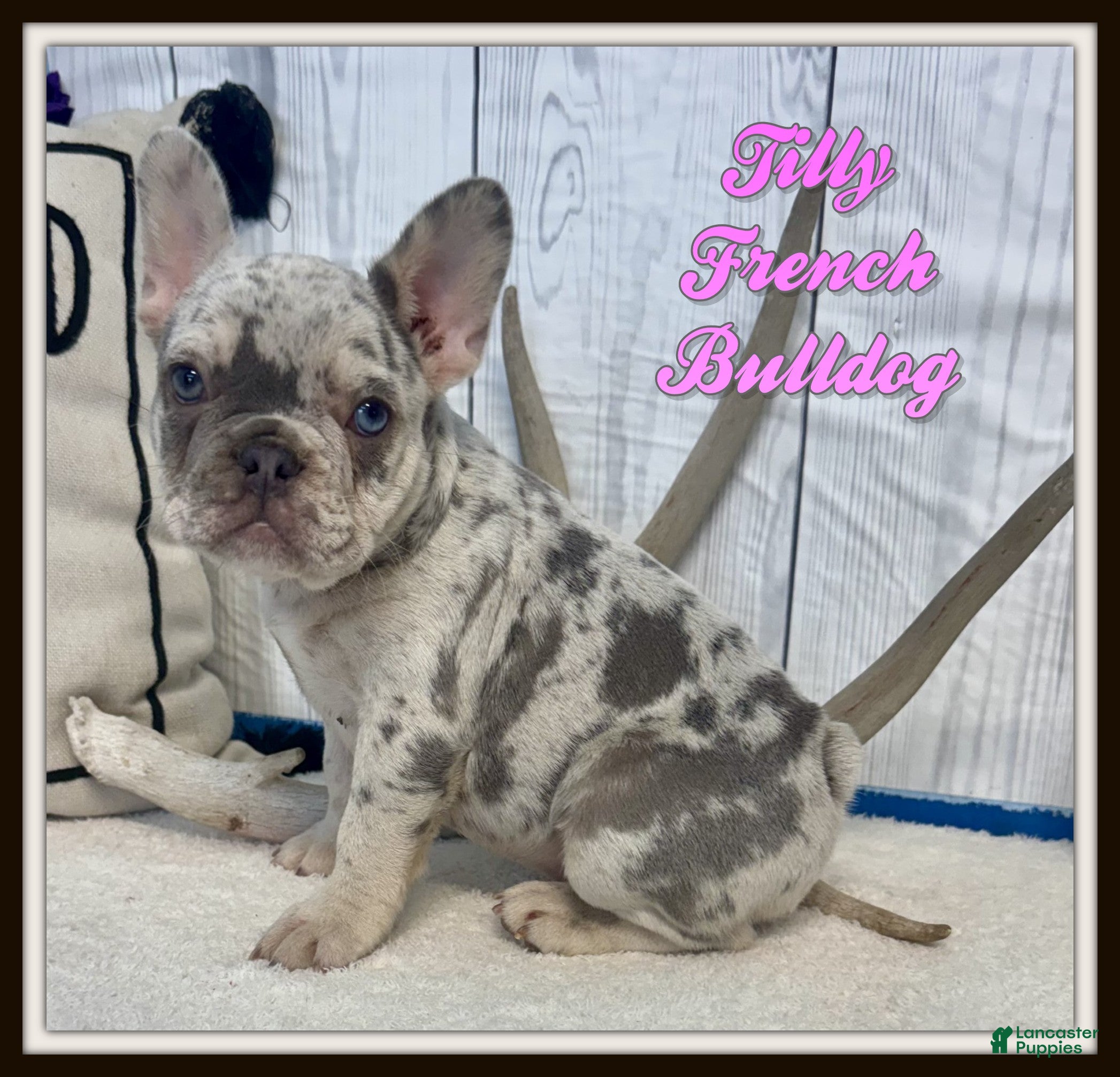 French Bulldog dogs Tilly - Ad 1