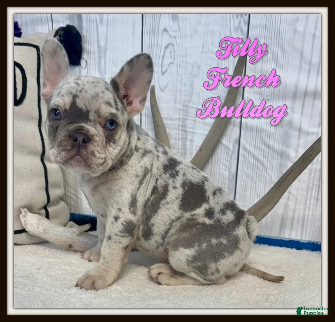 French Bulldog dogs for sale: Tilly - Ad 1