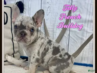 French Bulldog dogs for sale: Tilly - Ad 2