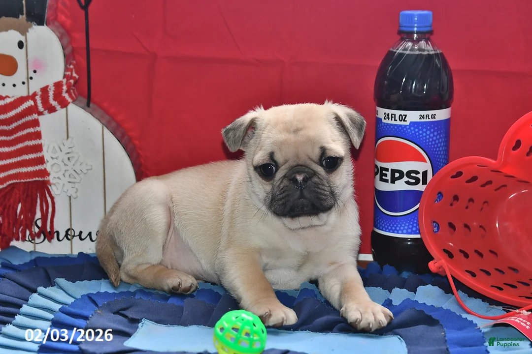 Pug dogs for sale: Billy - Ad 2
