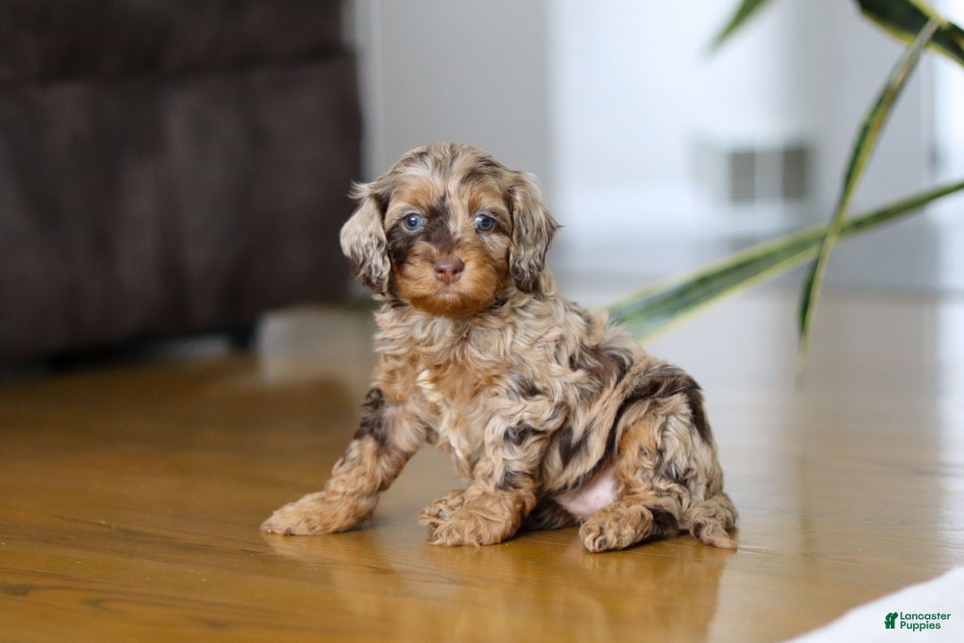 Cockapoo dogs for sale: Taylor - Ad 5