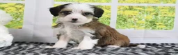 Mini Bernedoodle dogs for sale: Ryker - Ad 3