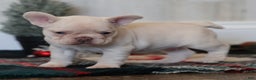 French Bulldog dogs for sale: Noel - Ad 3