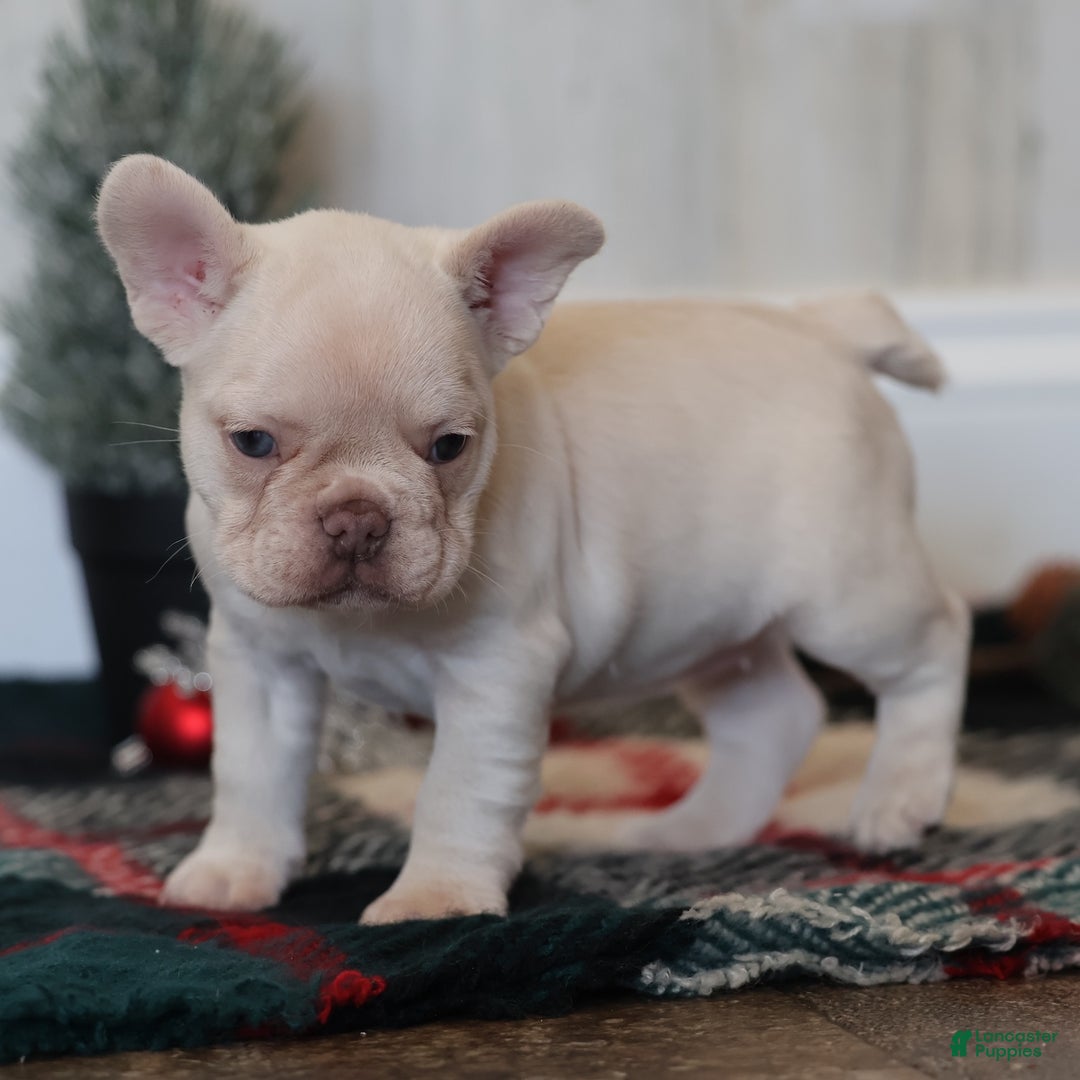 French Bulldog dogs for sale: Noel - Ad 3