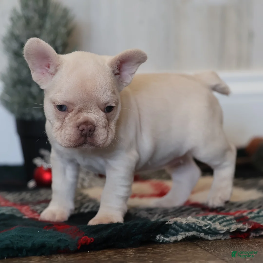 French Bulldog dogs for sale: Noel - Ad 3