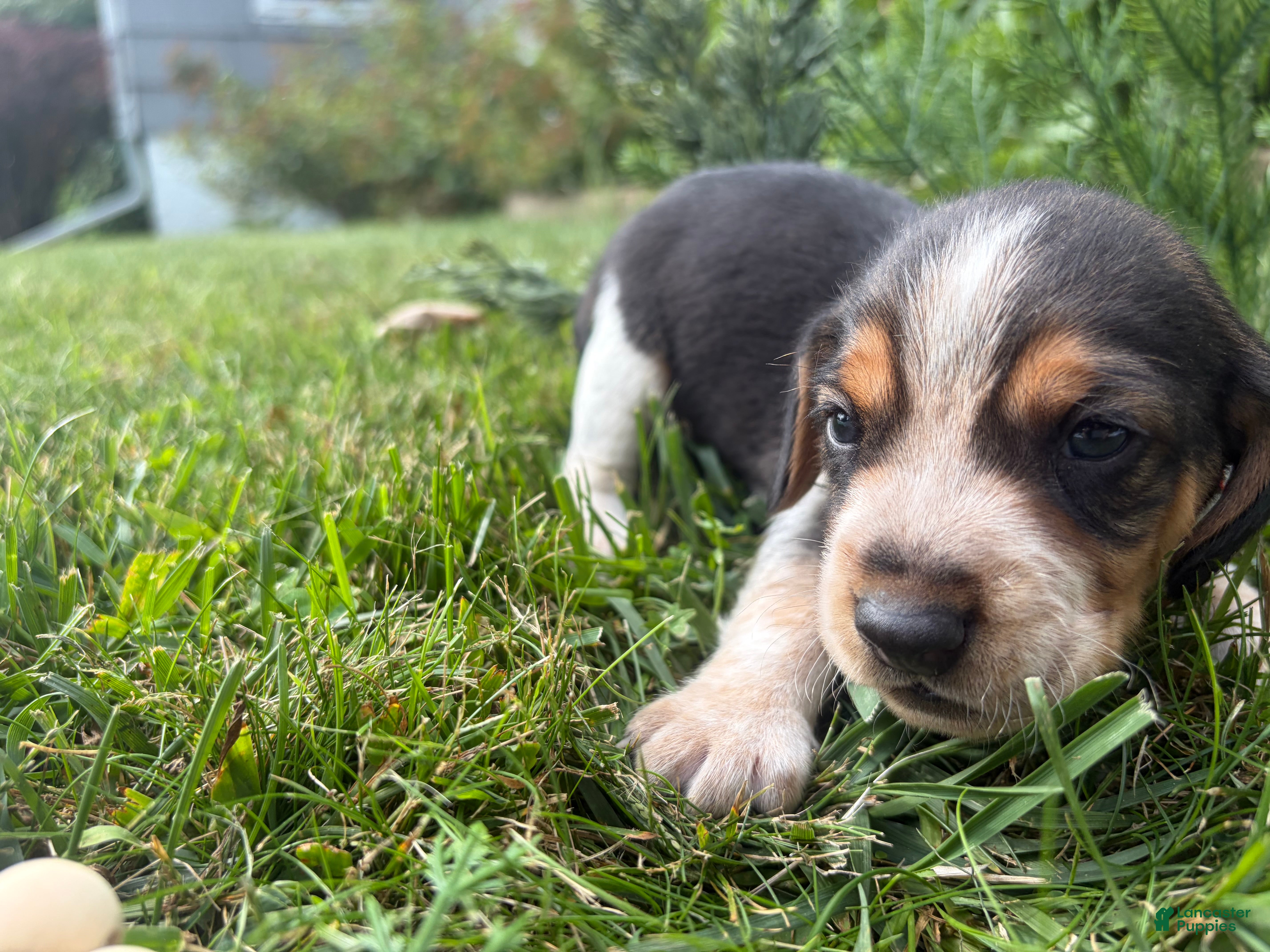 Beagle dogs Mr Red - Ad 6