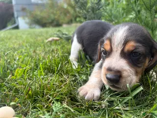 Beagle dogs Mr Red - Ad 6