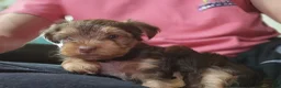 Yorkshire Terrier dogs for sale: Yorkshire Terrier 1 - Ad 2