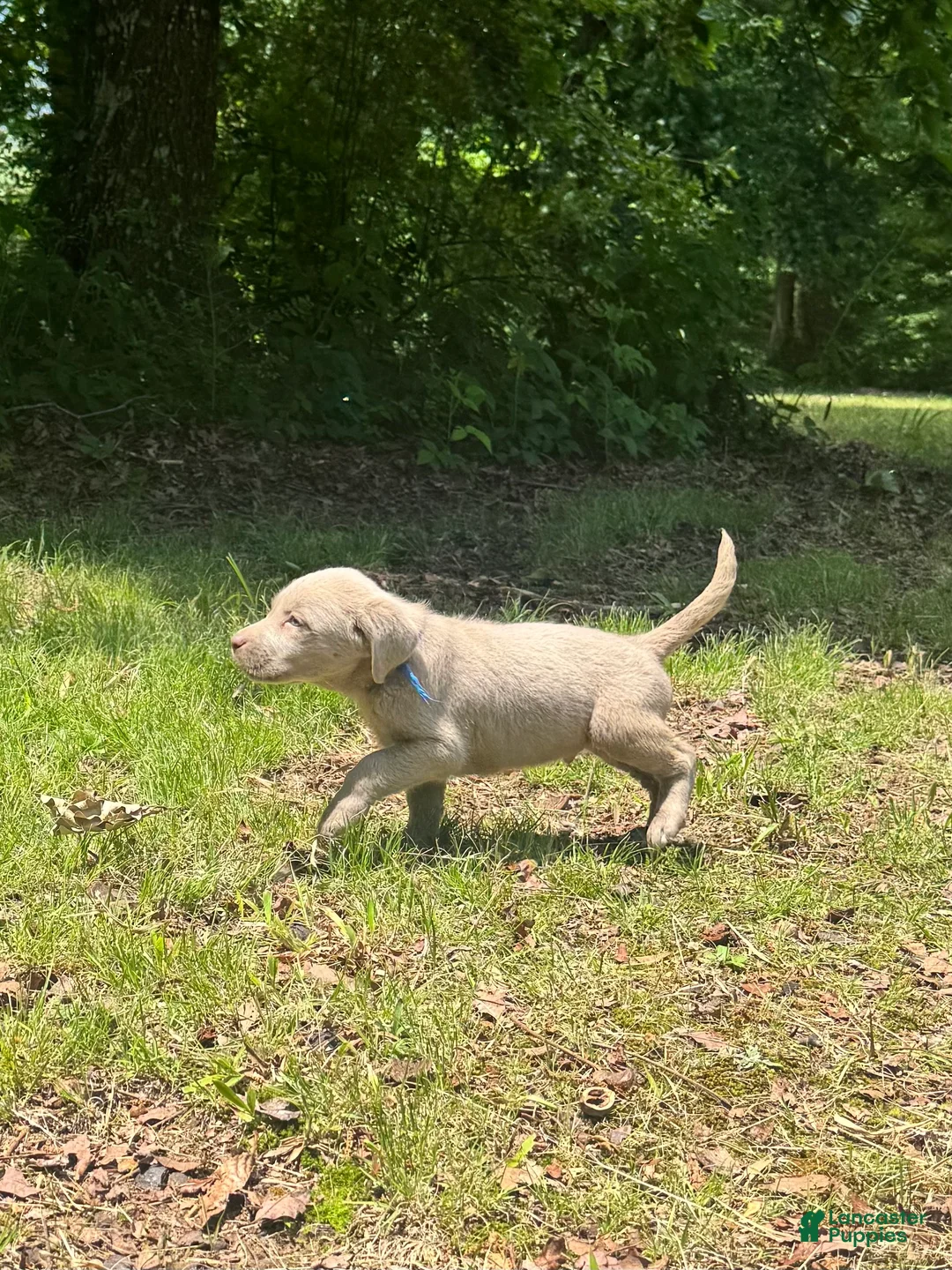 Labrador Retriever dogs for sale: Blue - Ad 2