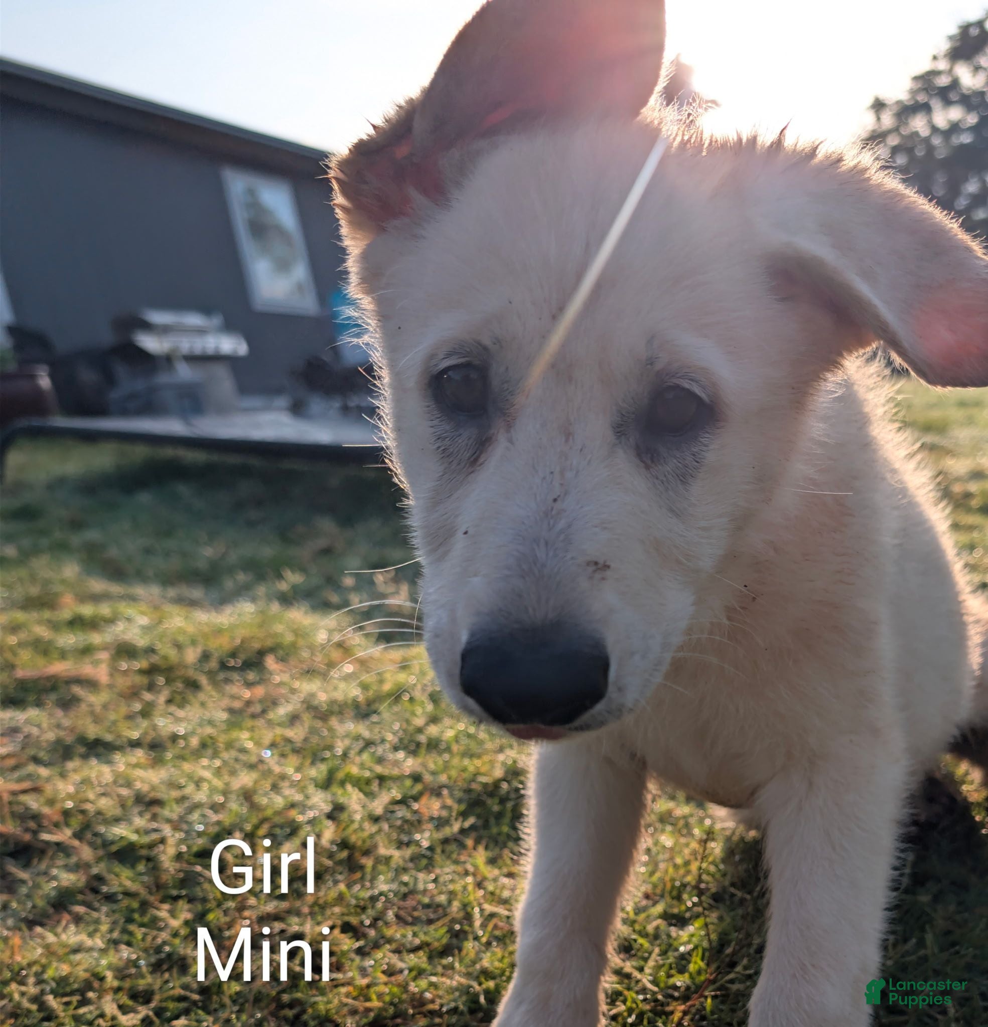 German Shepherd dogs Mini - Ad 9