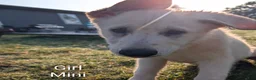 German Shepherd dogs for sale: Mini - Ad 1