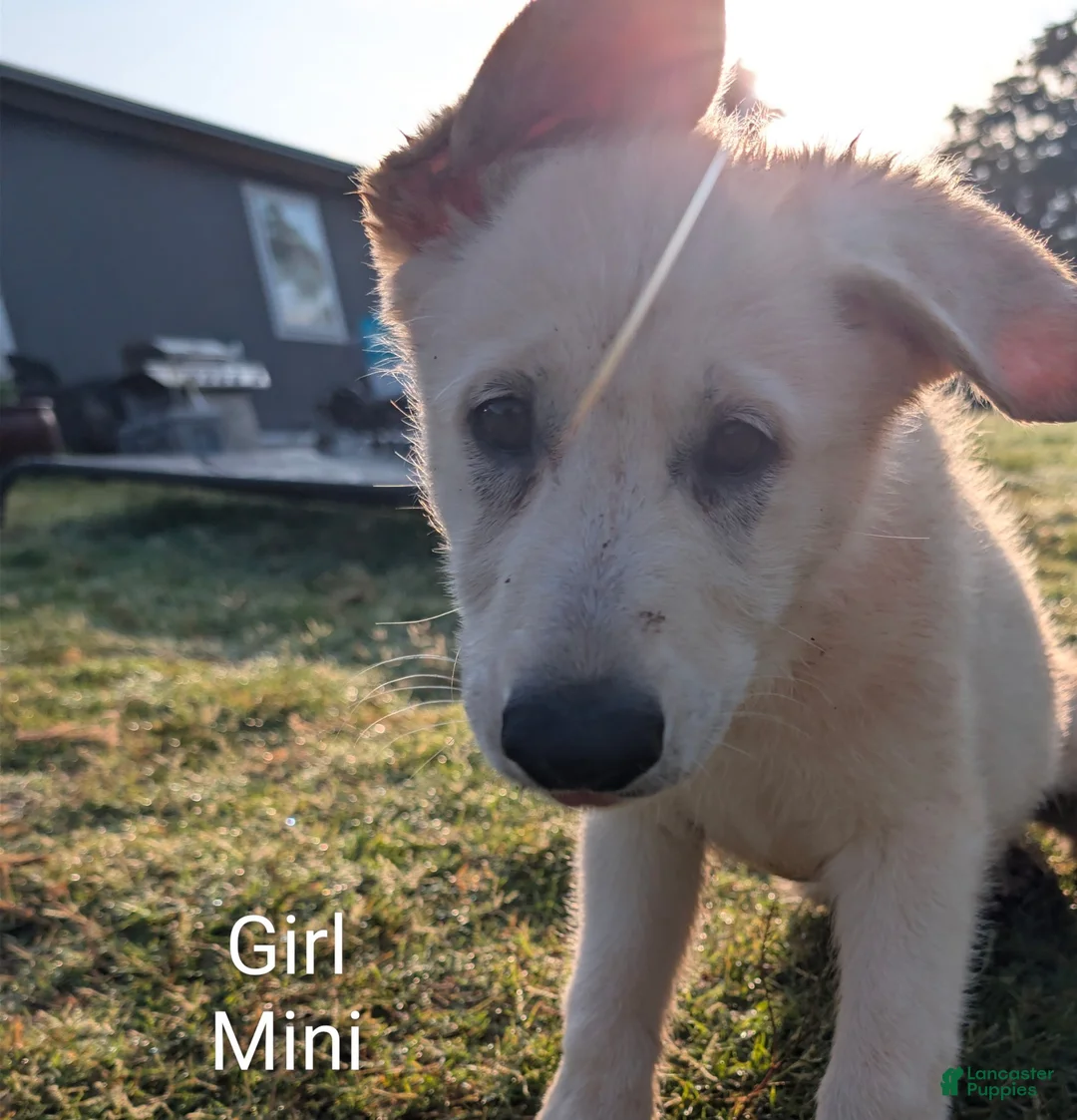 German Shepherd dogs for sale: Mini - Ad 1