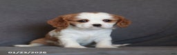 Cavalier King Charles Spaniel dogs for sale: Ivy - Ad 5