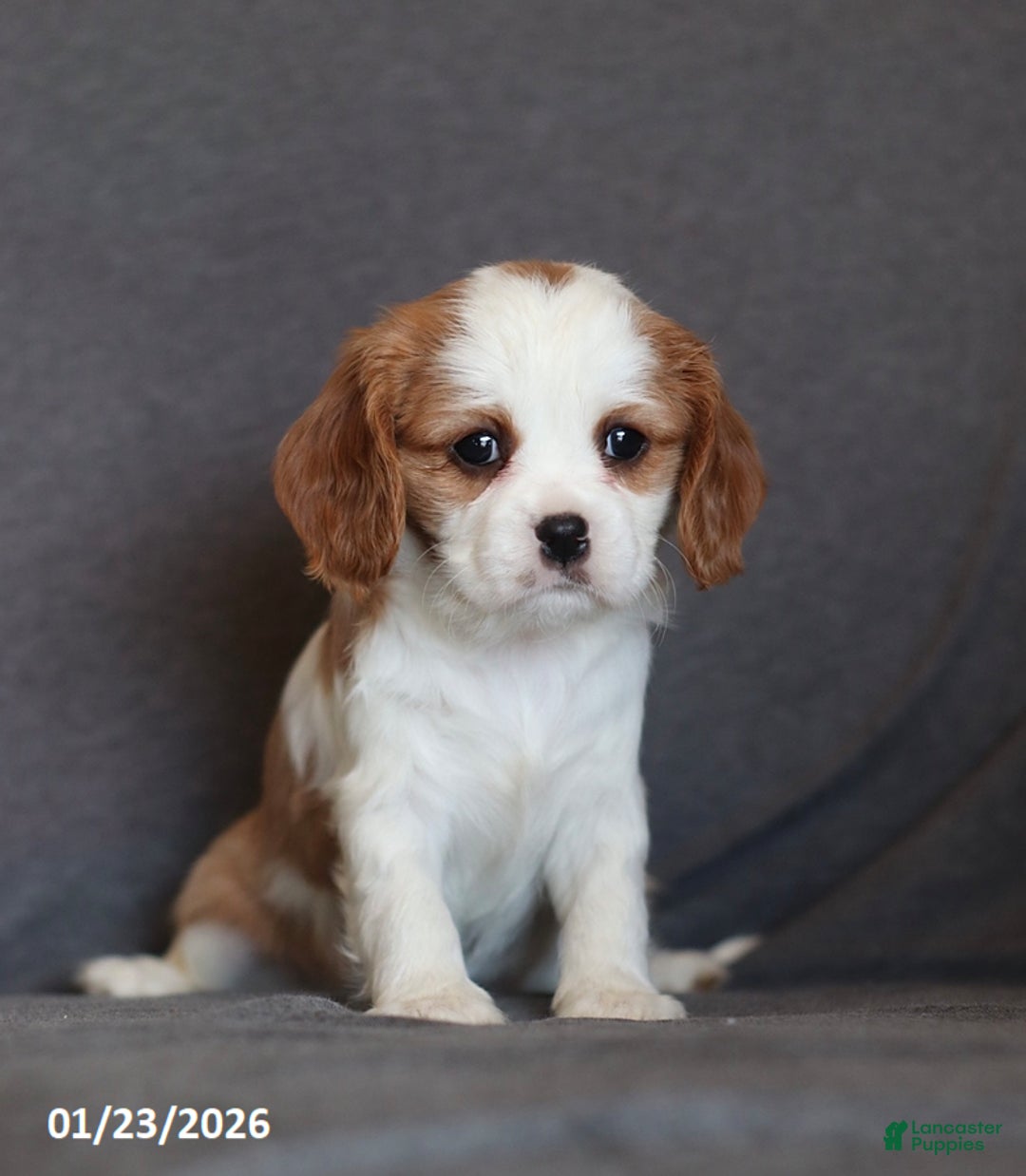 Cavalier King Charles Spaniel dogs for sale: Ivy - Ad 5