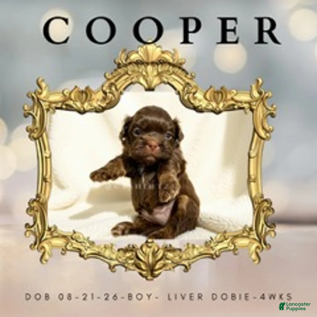 Shih Tzu dogs for sale: Prince Cooper - Ad 1