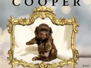 Shih Tzu dogs Prince Cooper - Ad 35