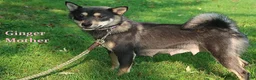 Shiba Inu dogs for sale: Layne - Ad 7