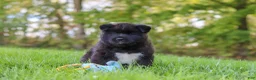 Akita dogs for sale: Bear - Ad 7