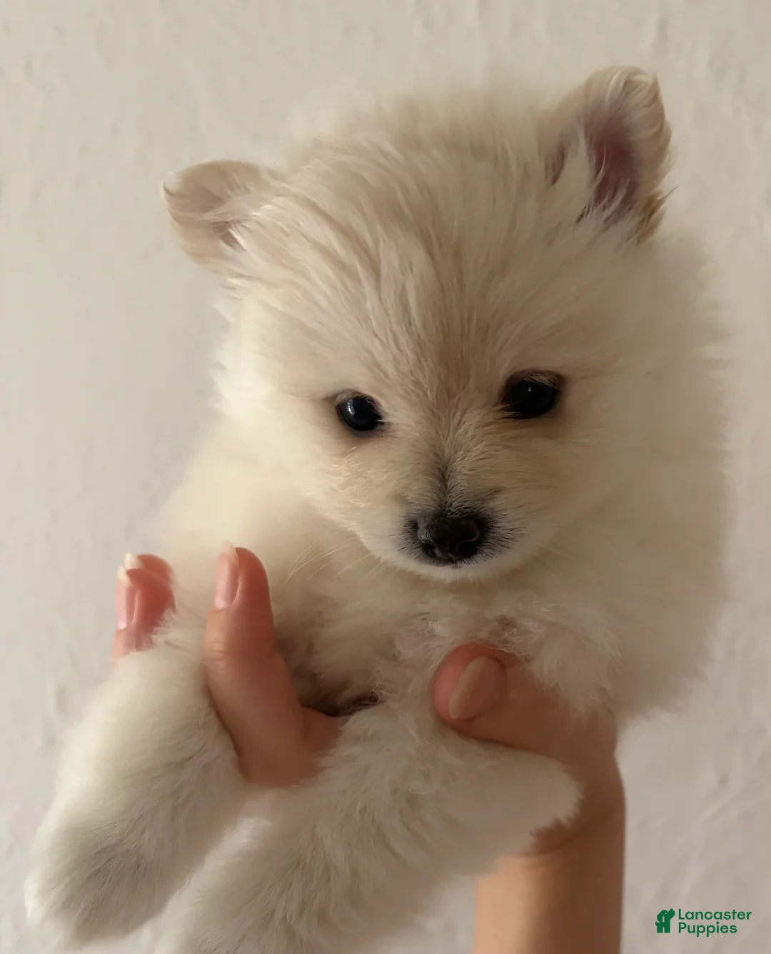 Pomeranian dogs for sale: Lace  - Ad 2
