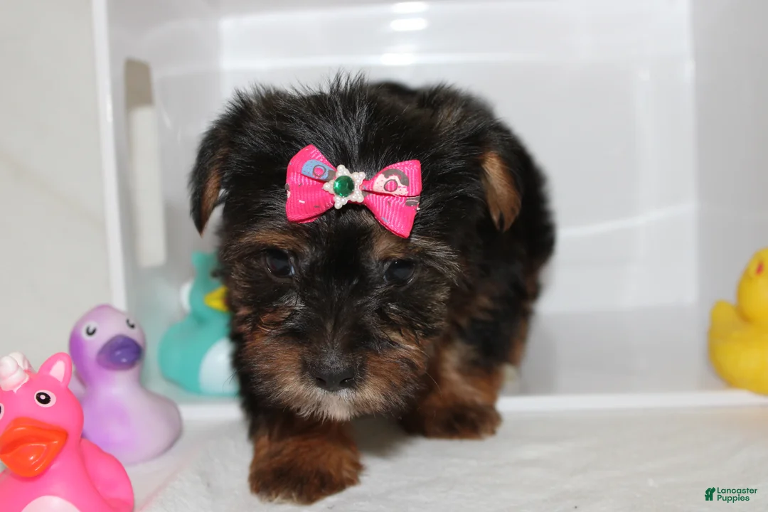 Yorkshire Terrier dogs for sale:  Sassy  - Ad 2