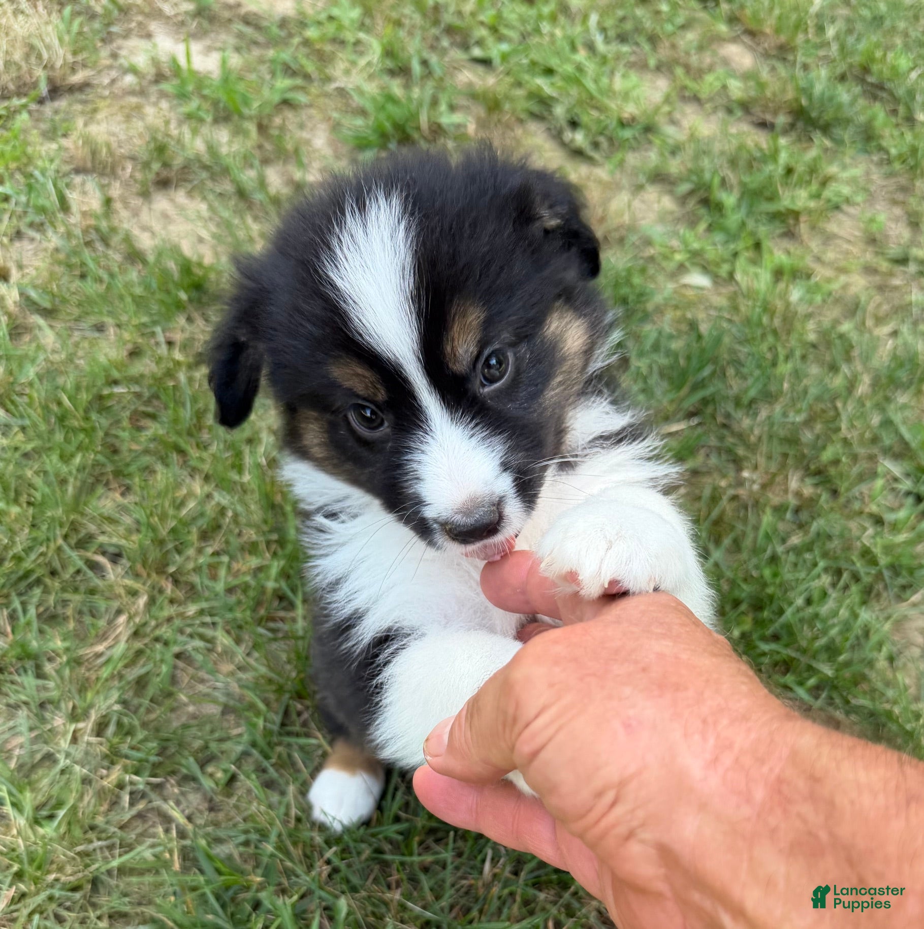 Australian Shepherd dogs Mr. Fluffy - Ad 2