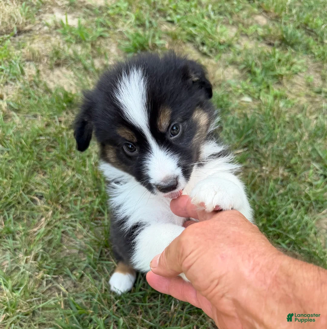 Australian Shepherd dogs for sale: Mr. Fluffy - Ad 2