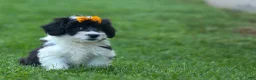 Corgipoo dogs for sale: NORMAN - Ad 5