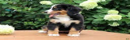 Bernese Mountain Dog dogs for sale: Reba - Ad 4