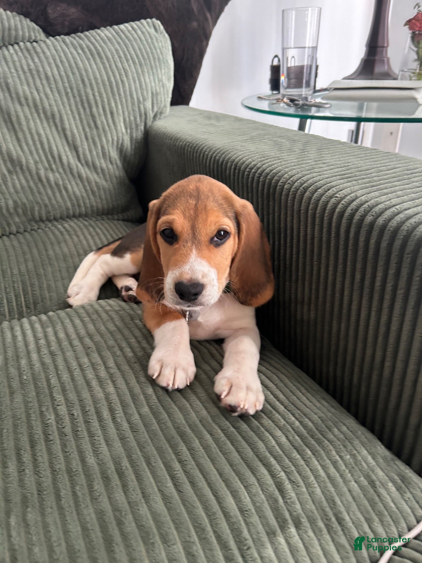 Beagle dogs Merlin  - Ad 8