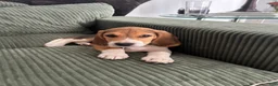 Beagle dogs for sale: Merlin  - Ad 1