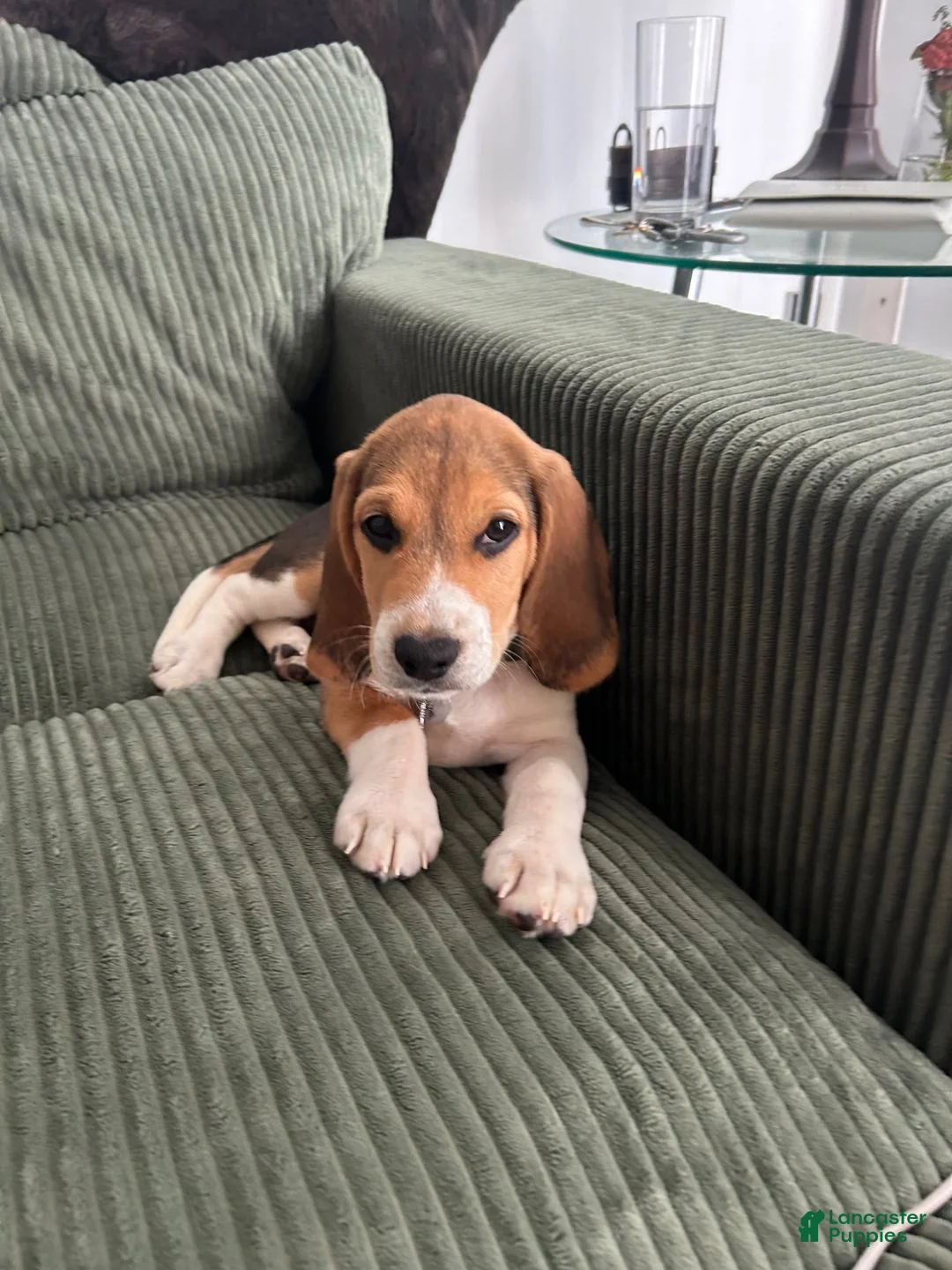 Beagle dogs for sale: Merlin  - Ad 1