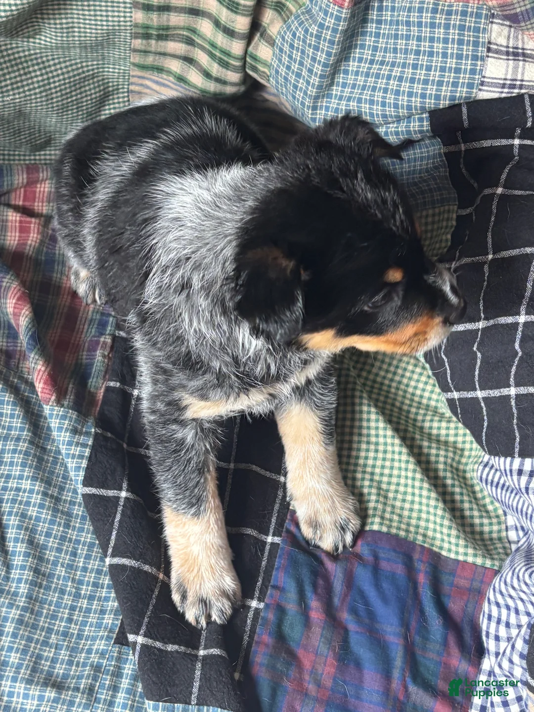 Australian Cattle Dog dogs for sale: Jigsaw - Ad 11