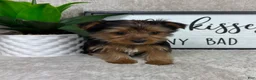 Yorkshire Terrier dogs for sale: Teddy - Ad 2
