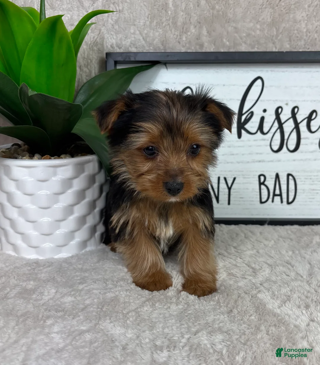 Yorkshire Terrier dogs for sale: Teddy - Ad 2