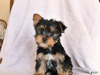 Yorkshire Terrier dogs Oakley - Ad 32