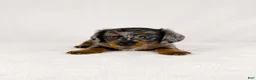 Miniature Dachshund dogs for sale: Gia - Ad 5