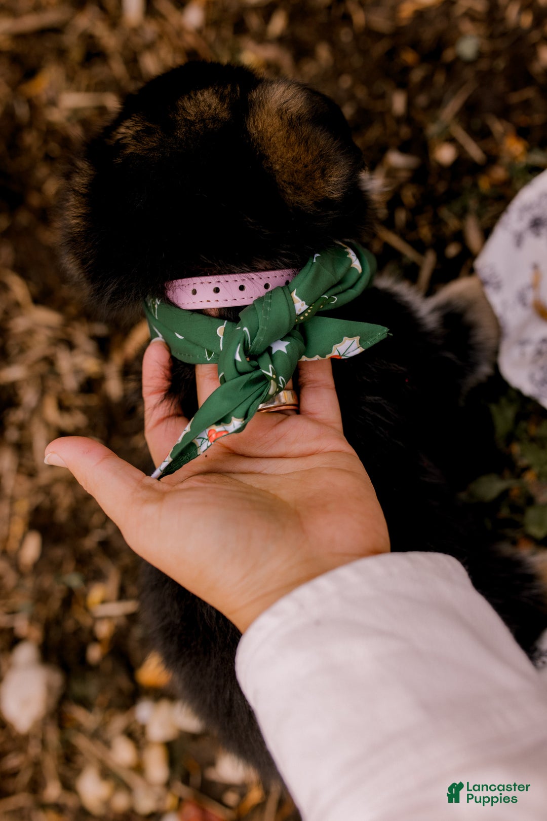 German Shepherd dogs for sale: Juliette - Ad 2