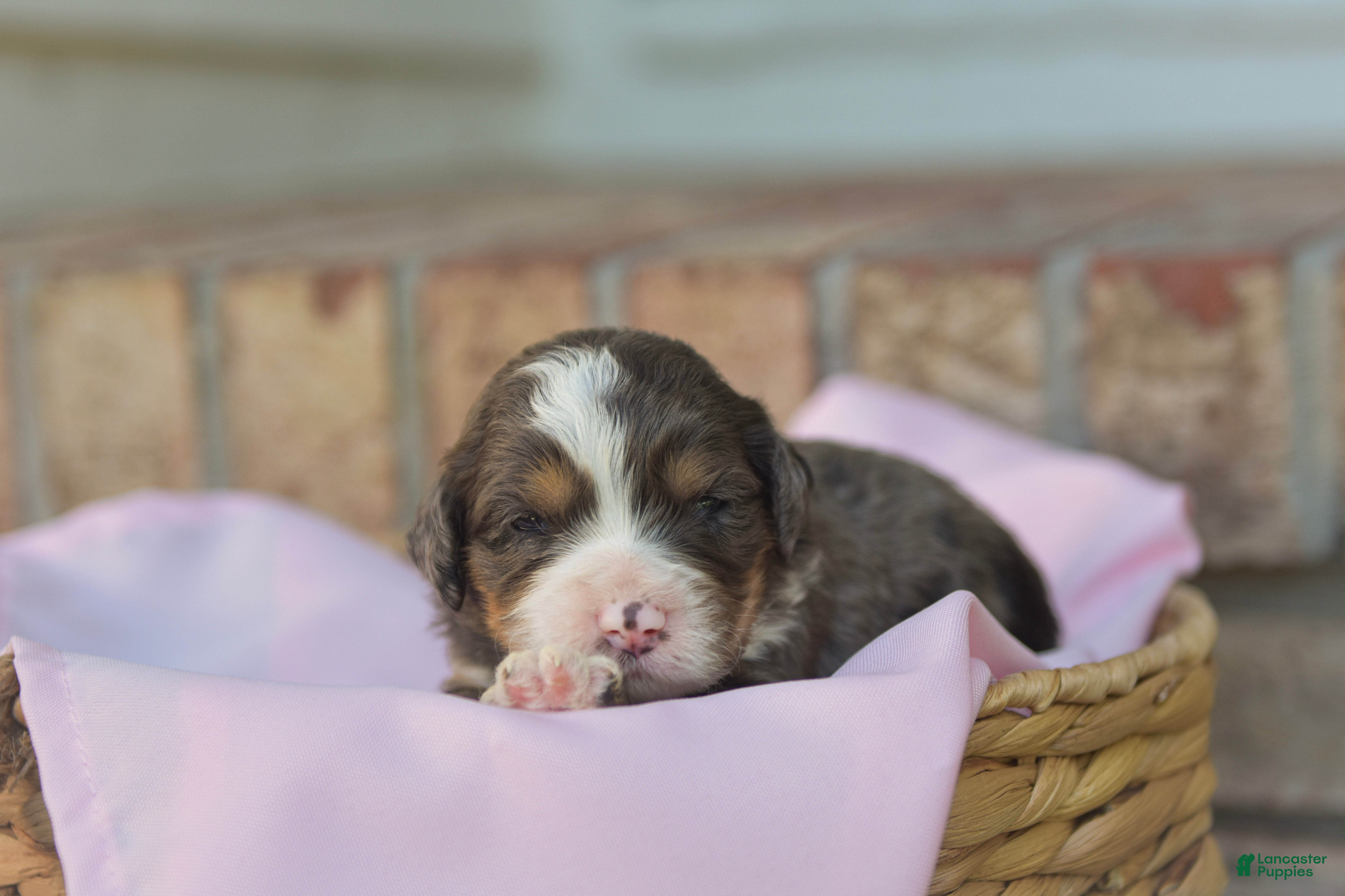 Bernedoodle dogs Charlotte - Ad 2