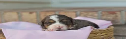 Bernedoodle dogs for sale: Charlotte - Ad 2